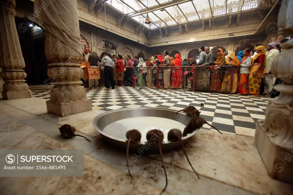 Rats at Karni Mata temple in Deshnoke, Bikaner, Rajasthan, India
