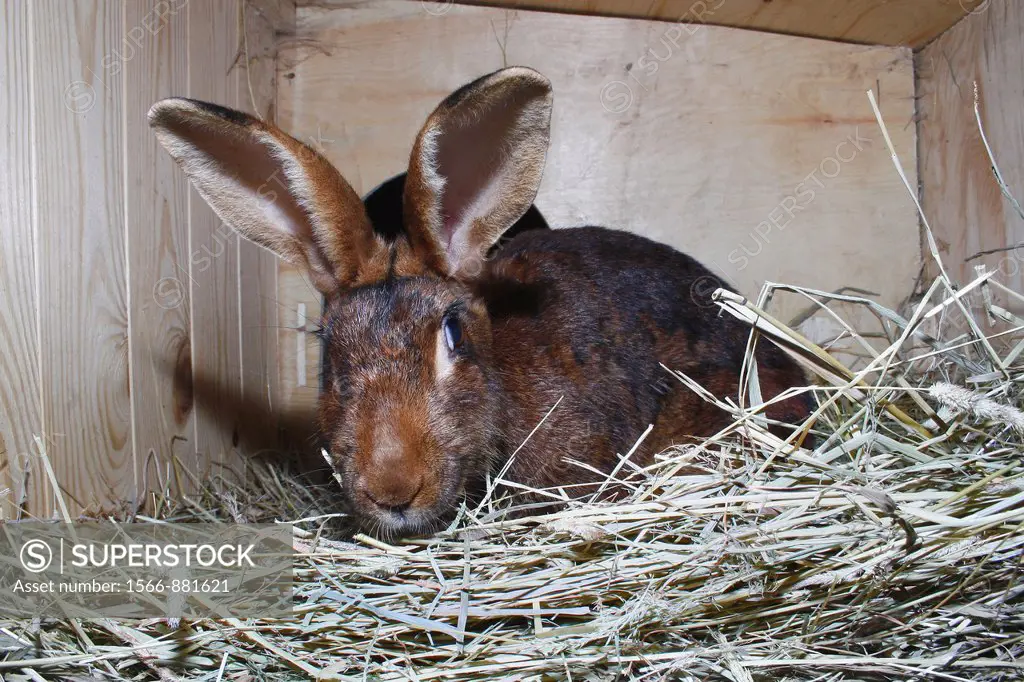 female belgian hare in hutch Oryctolagus cuniculus