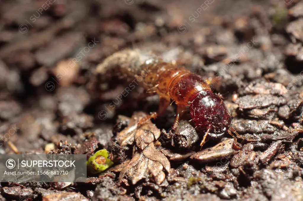 Larvae of the Ground Beetle