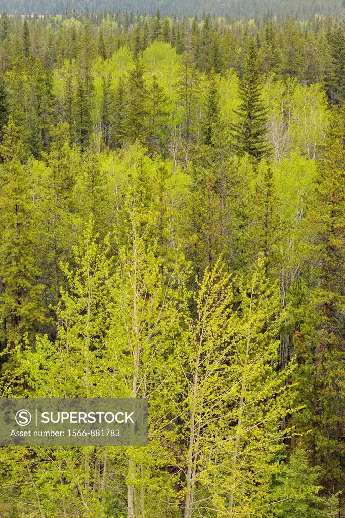 Poplars and pines in the Athabasca River Valley from the Marmot Basin Road, Jasper NP, Alberta, Canada