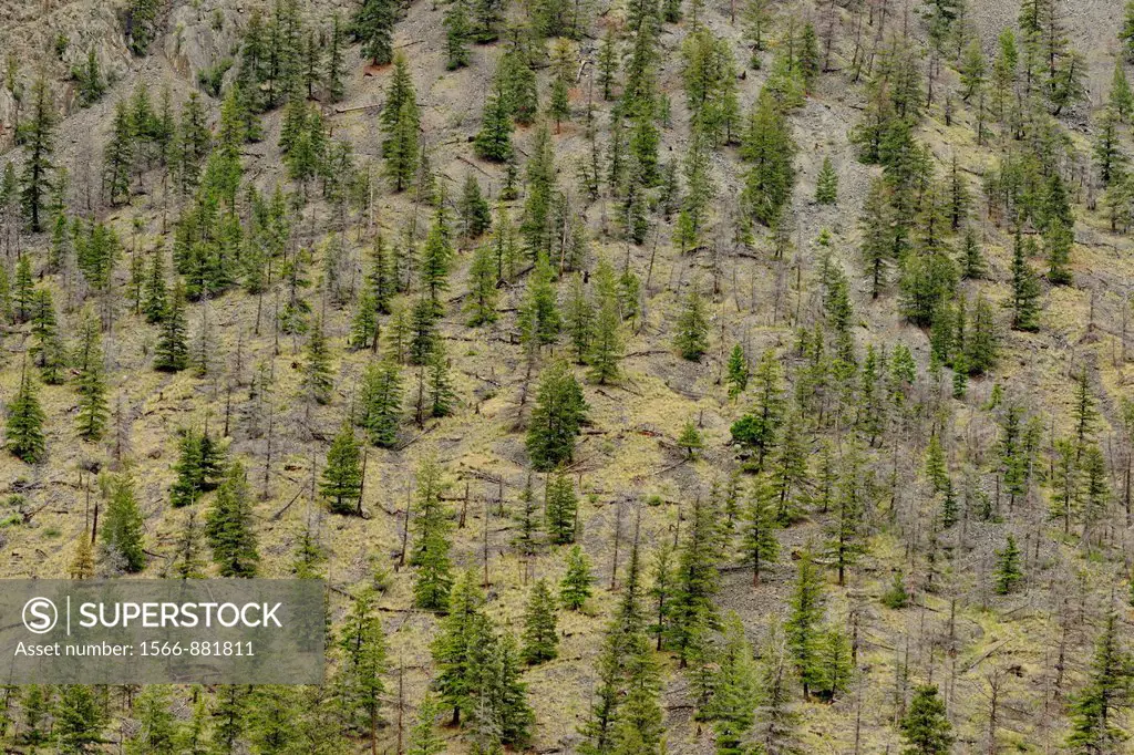 Arid mountain slopes with pine trees, near Hedley, BC, Canada