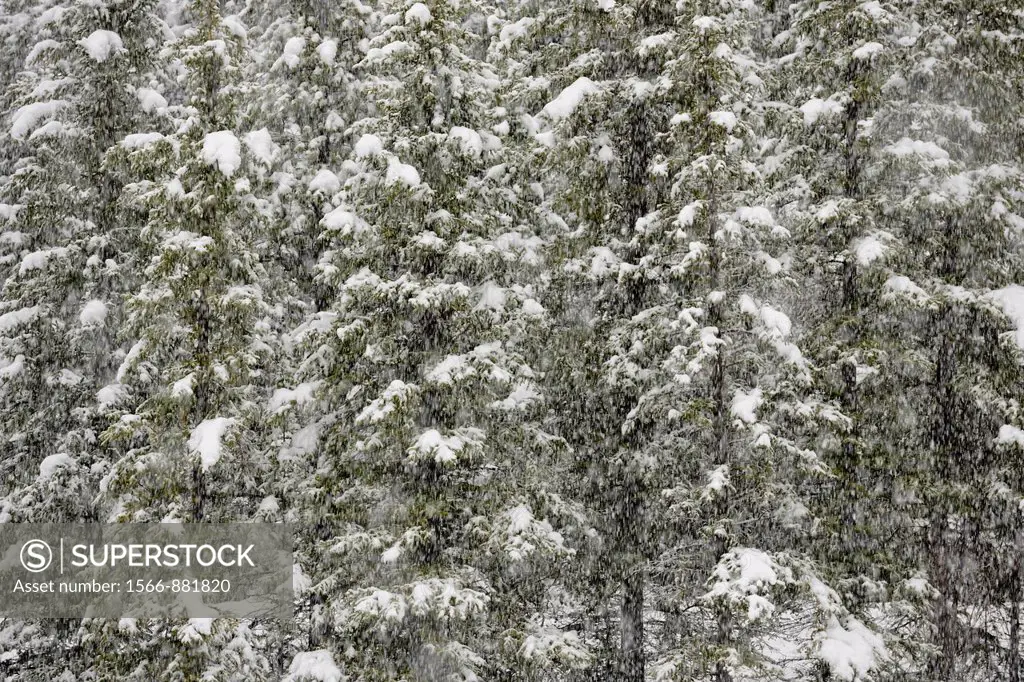 Spring snowstorm in a meadow bounded by pine trees- townsite of Banff, Banff NP, Alberta, Canada