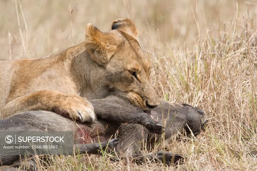 Lioness killing a warthog in the Masai Mara
