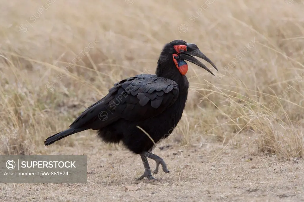 Southern Ground Hornbill walks across the Mara