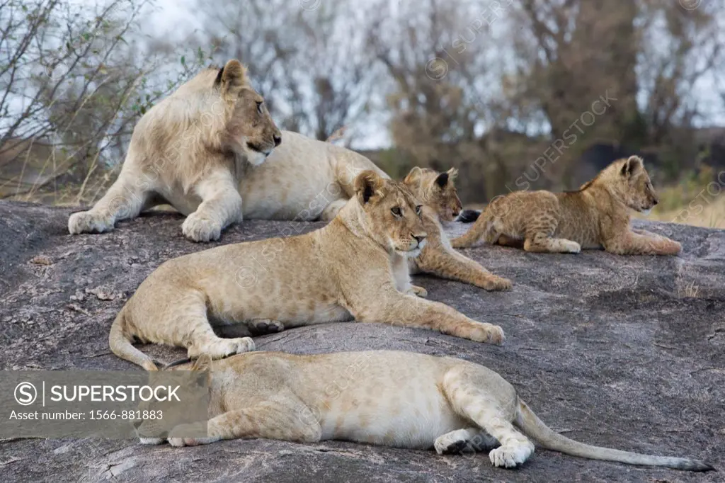 Lion pride Masai Mara - Kenya