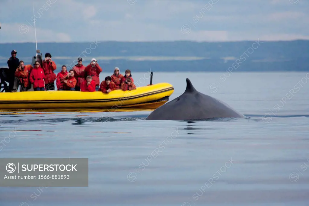 Whale Watching on the St  Lawrence River Quebec