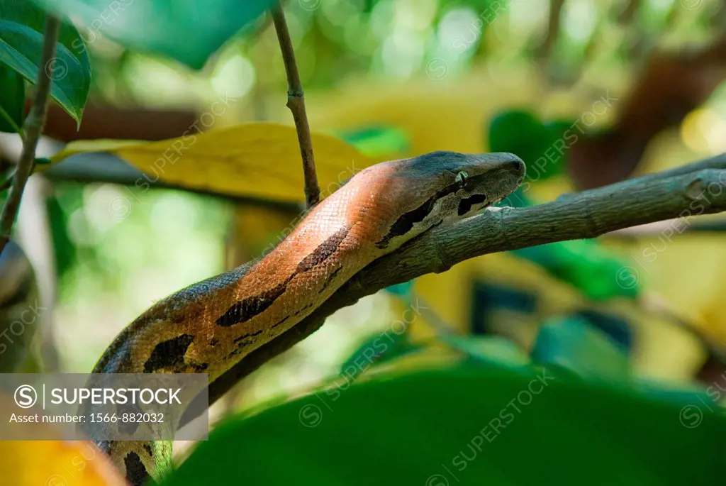 boa, Acrantophis madagascariensis, Strict Nature Reserve of Lokobe, National Park, Nosy Be island, Republic of Madagascar, Indian Ocean