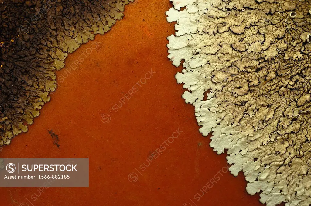 Lichens covering a stone