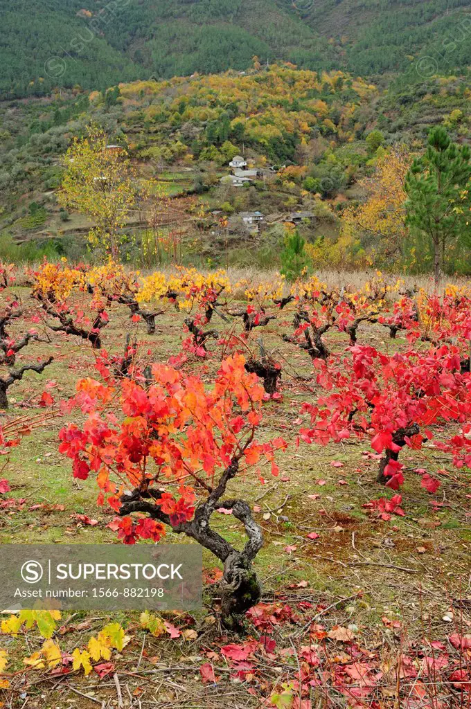 Vineyard in autumn  Quiroga, Lugo, Galicia, Spain