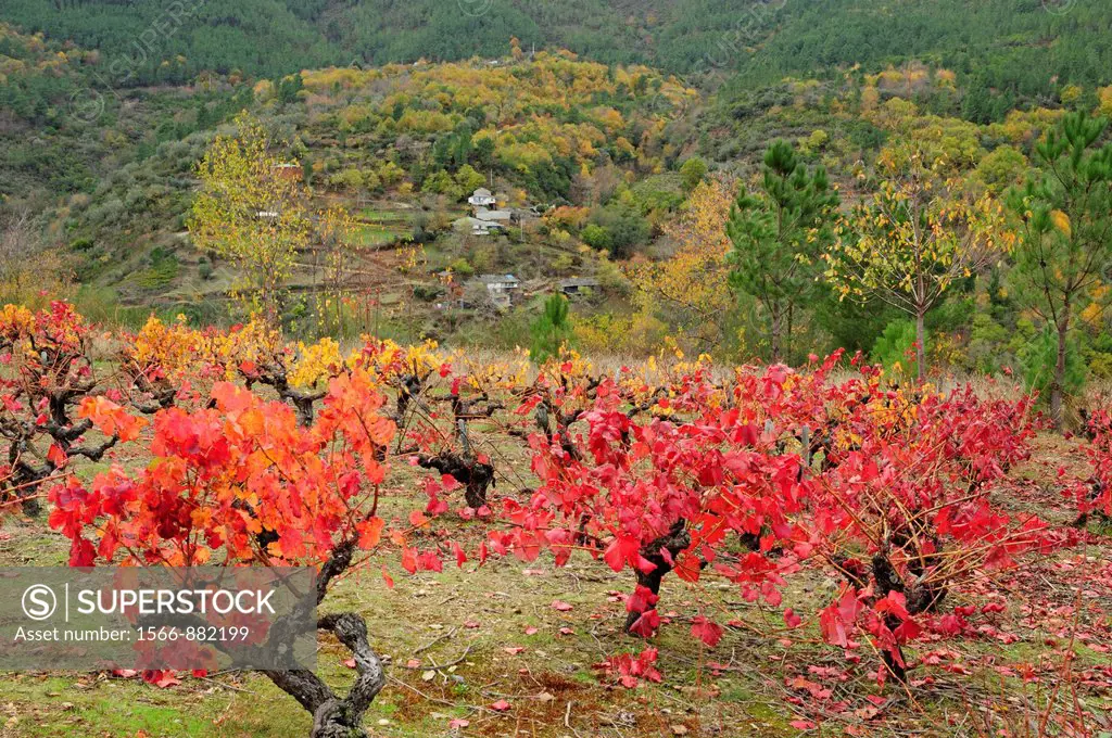 Vineyard in autumn  Quiroga, Lugo, Galicia, Spain