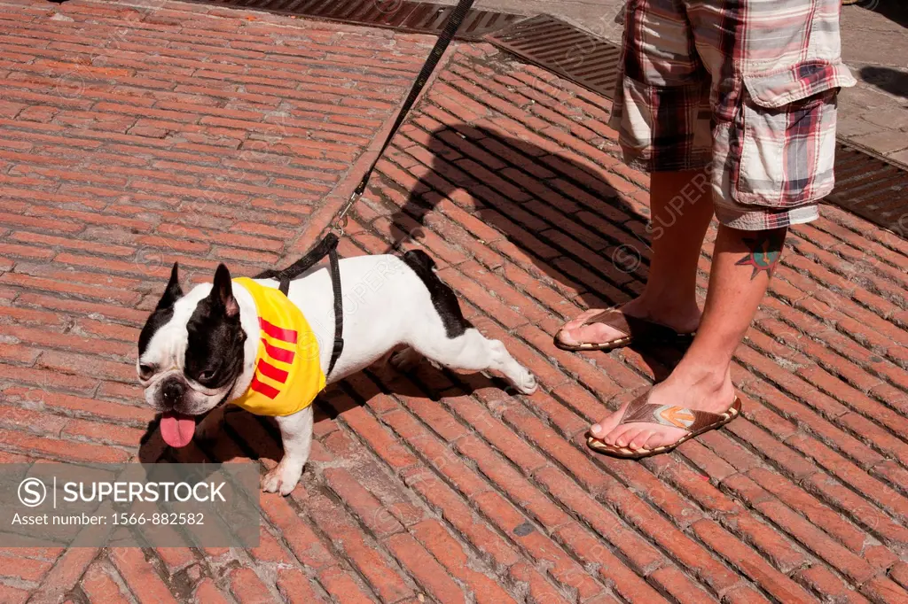 French bulldog with foulard catalan
