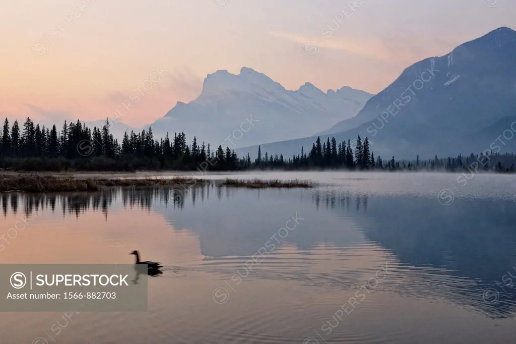 Mt Rundle and Sulphur Mountain reflected in Third Vermilion Lake, with swimming Canada Goose, Banff NP, Alberta, Canada