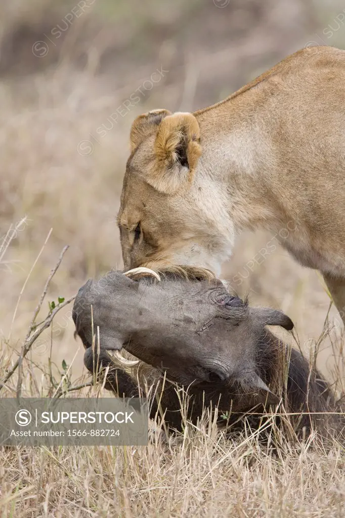 Lioness killing a warthog in the Masai Mara
