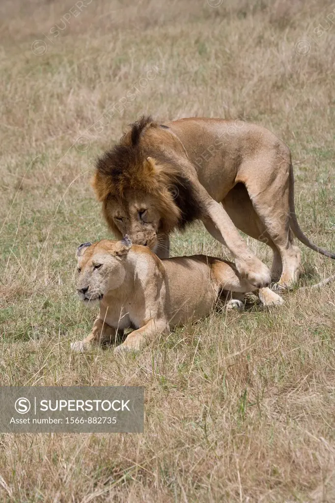 Male Lion and Lioness procreate in the Masai Mara