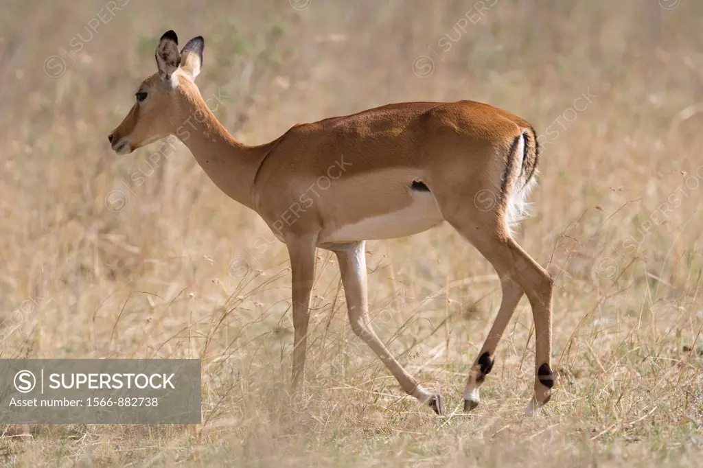 Grant´s Gazelle on the Masai Plains
