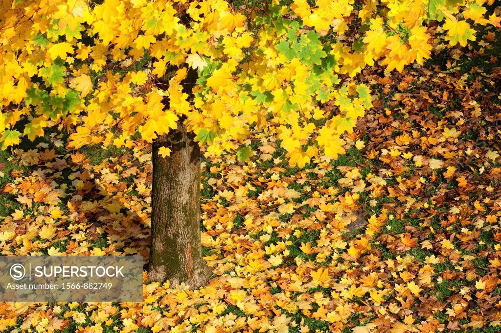 Italy, Lombardy, Garden, Autumn Leaves