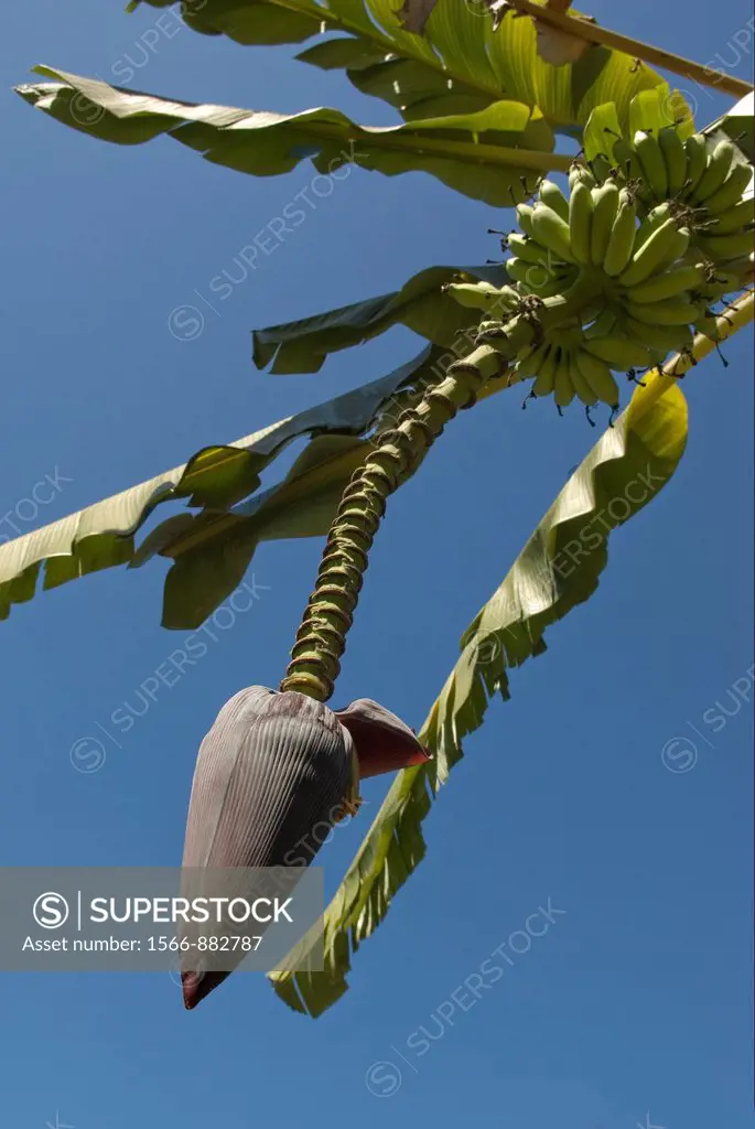 fruit stalk and flower of banana tree, Nosy Be island, Republic of Madagascar, Indian Ocean