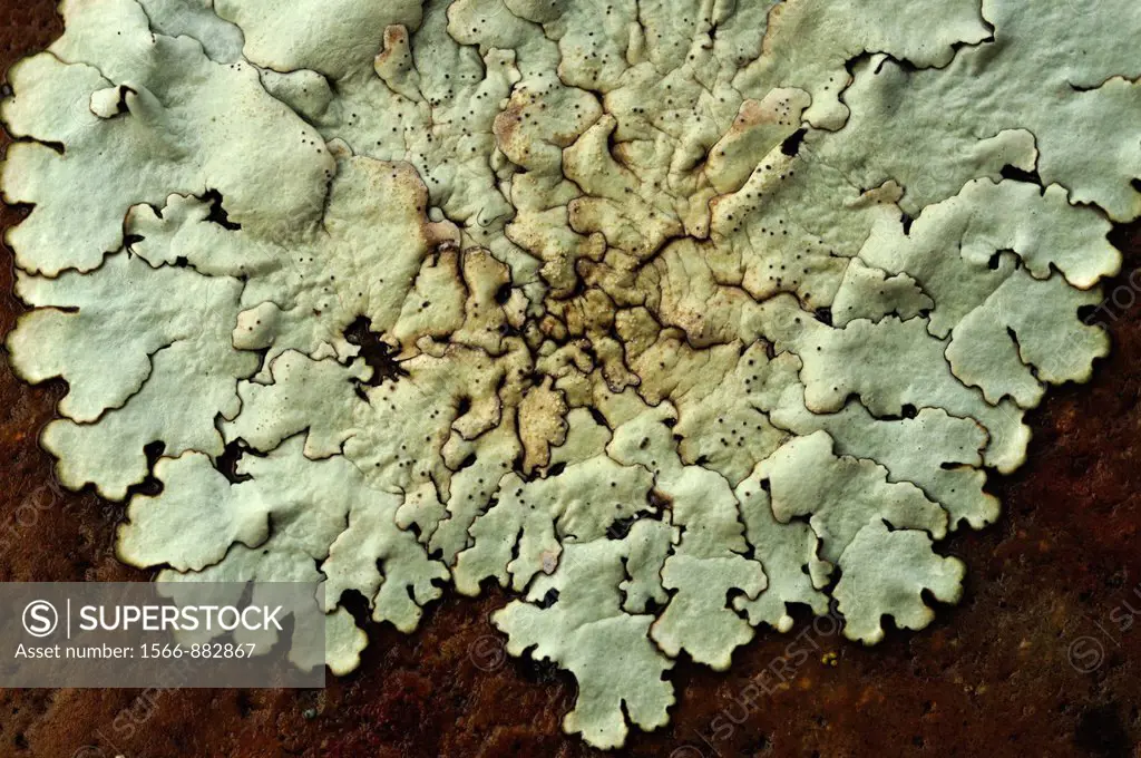 Lichens covering a stone