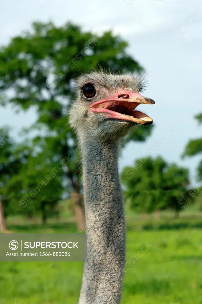 Ostrich, Botswana, Africa