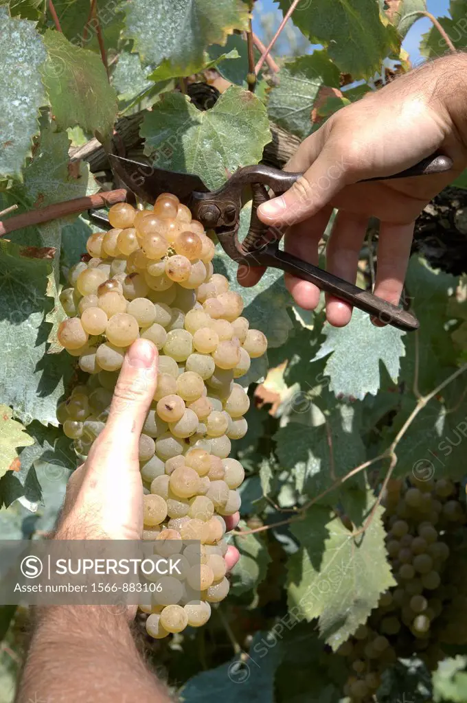picking a bunch of ripe white grapes using a shear