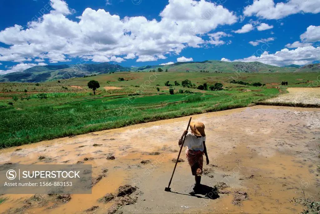 paddy field in Central Highlands, Republic of Madagascar, Indian Ocean