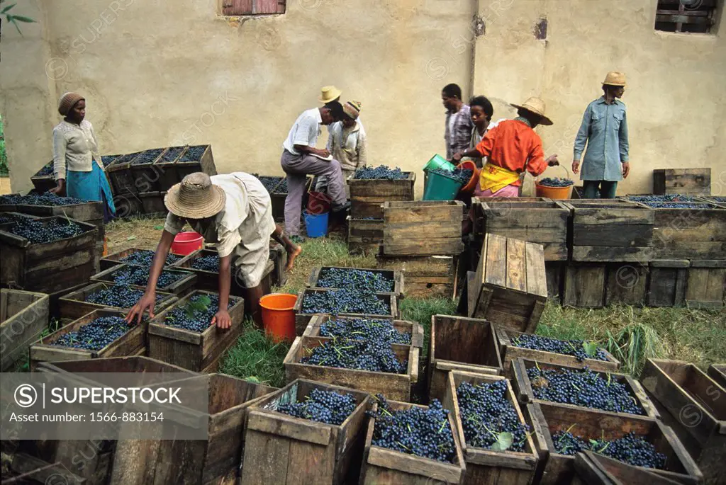 grape harvest in Fianarantsoa area, Central Highlands, Republic of Madagascar, Indian Ocean