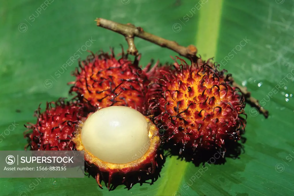 rambutan hairy lychee, Republic of Madagascar, Indian Ocean