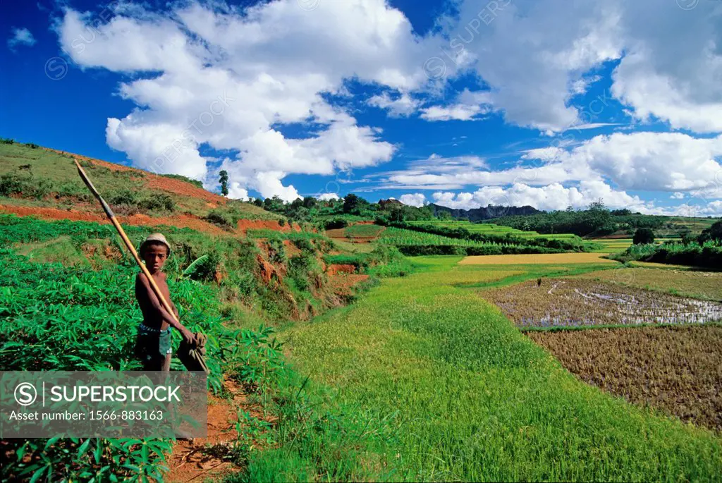 paddy field in Central Highlands, Republic of Madagascar, Indian Ocean
