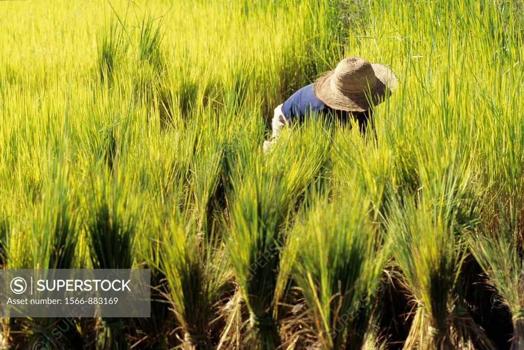transplanting, paddy field in Central Highlands, Republic of Madagascar, Indian Ocean