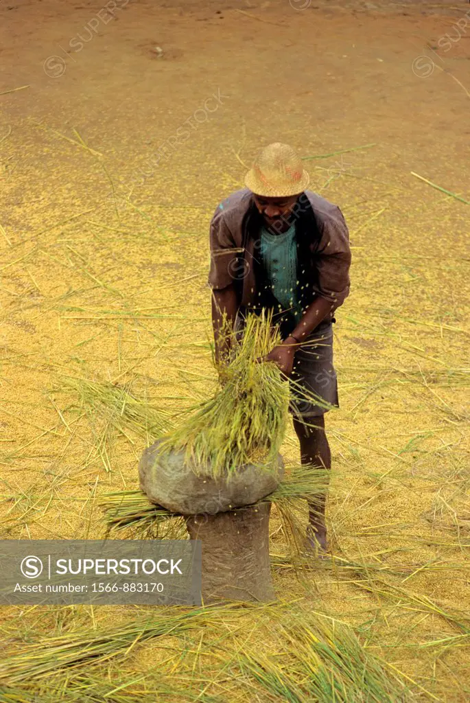 rice threshing, Central Highlands, Republic of Madagascar, Indian Ocean