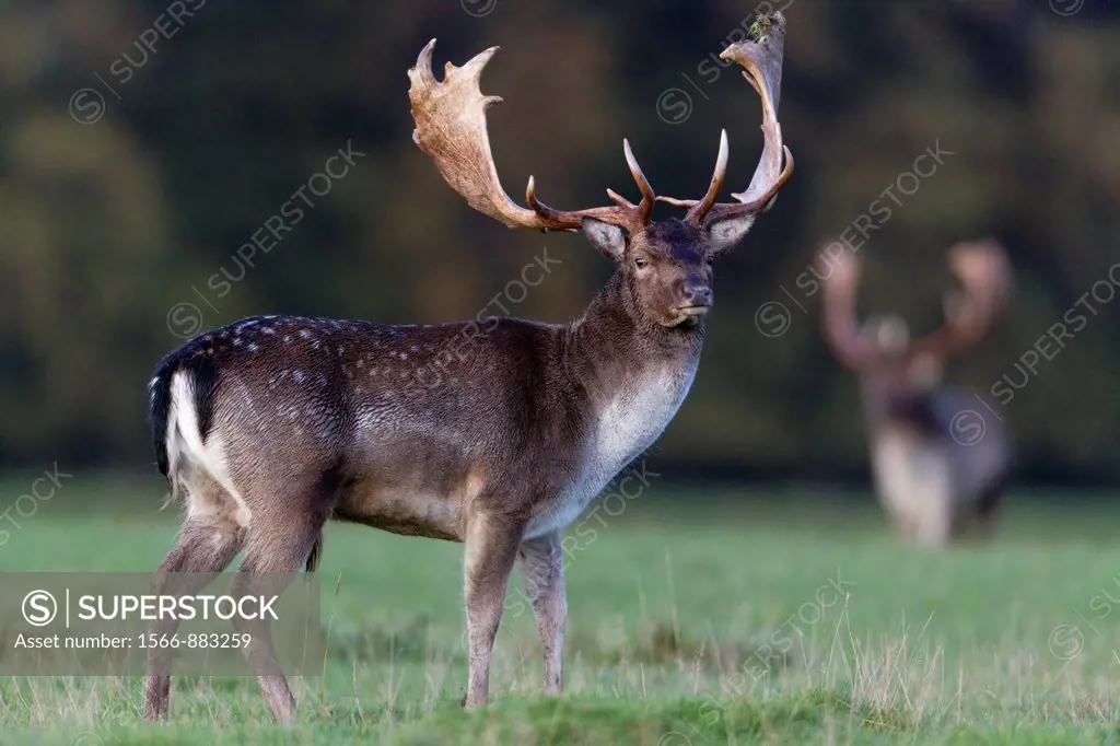Fallow Deer Dama dama, Capital Buck standing on Meadow Alert, during the Rut, Royal Deer Park, Klampenborg, Copenhagen, Sjaelland, Denmark