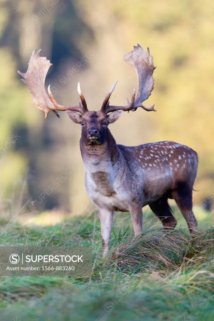 Fallow Deer Dama dama, Capital Buck on Alert during the Rut, Royal Deer Park, Klampenborg, Copenhagen, Sjaelland, Denmark