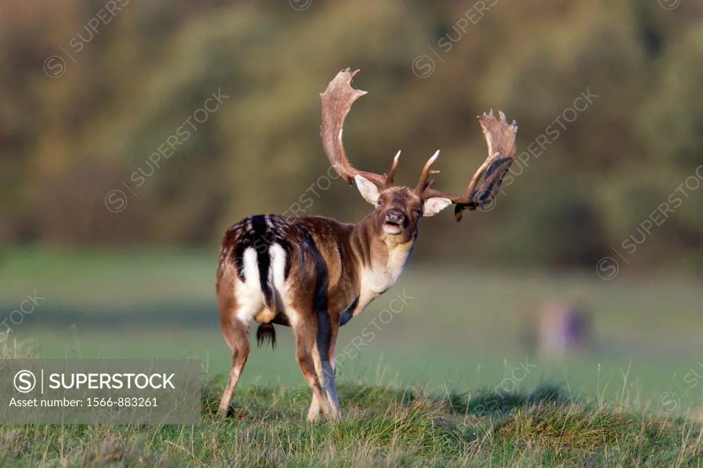 Fallow Deer Dama dama, Buck Roaring during the Rut, Royal Deer Park, Klampenborg, Copenhagen, Sjaelland, Denmark