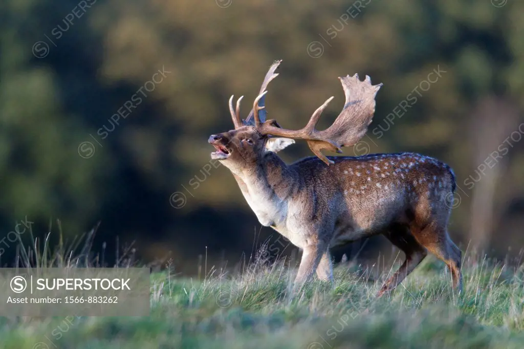 Fallow Deer Dama dama, Buck Roaring during Rut, Royal Deer Park, Klampenborg, Copenhagen, Sjaelland, Denmark