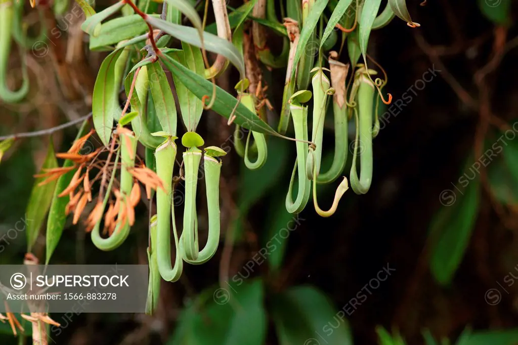 Pitcher Plant, Nepenthes Albomarginata, Borneo