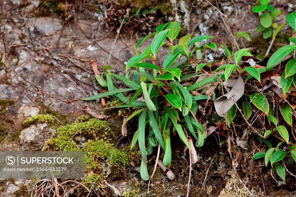 Pitcher Plant, Nepenthes Albomarginata, Borneo