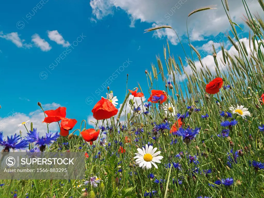 corn field with cornflower, poppies and marguerites