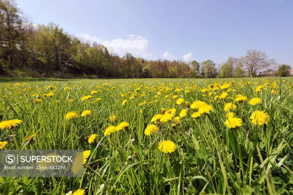 meadow with dandelion, Taraxacum officinale