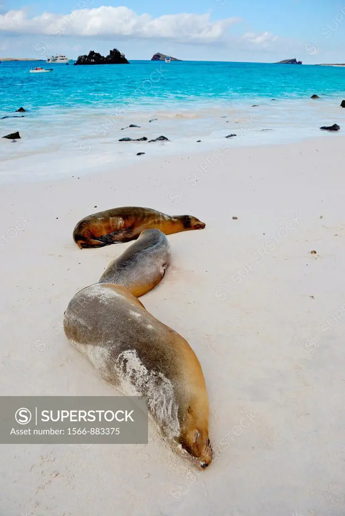Galapagos Sea lions zalophus californianus wollebaeki sleeping on beach, Española Island, Galapagos Islands, Ecuador