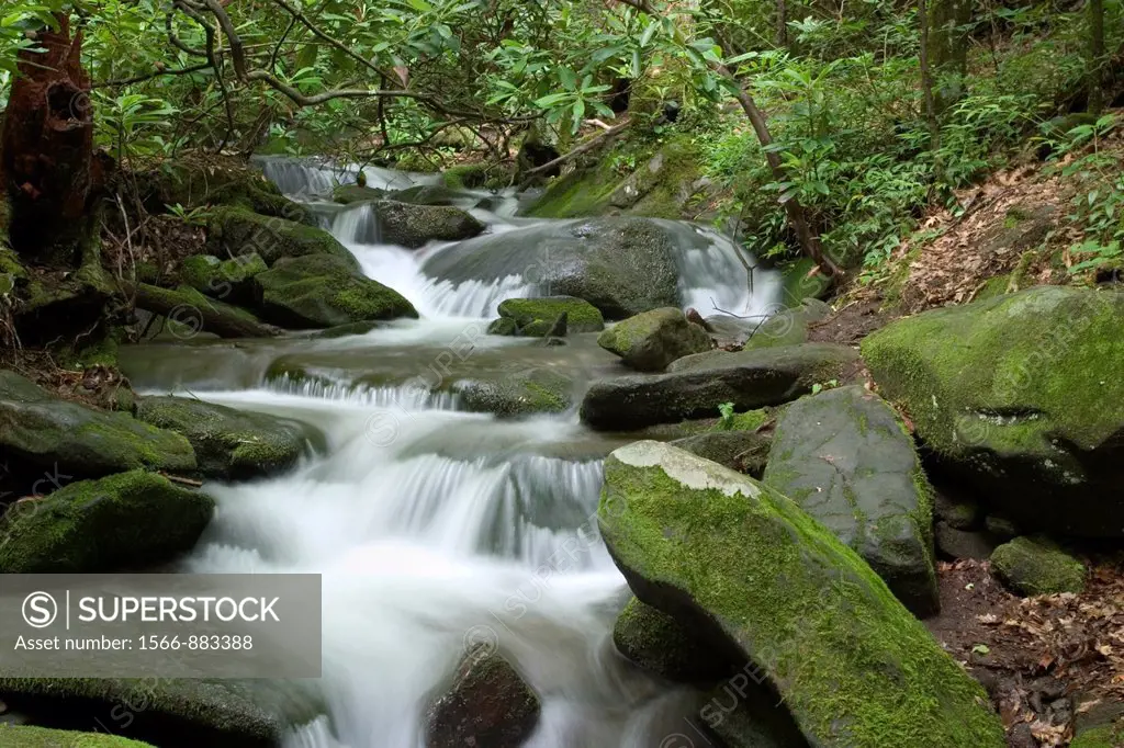 Roaring Fork stream on the Roaring Fork Motor Nature Trail in the Great Smoky Mountains National Park, Tennessee