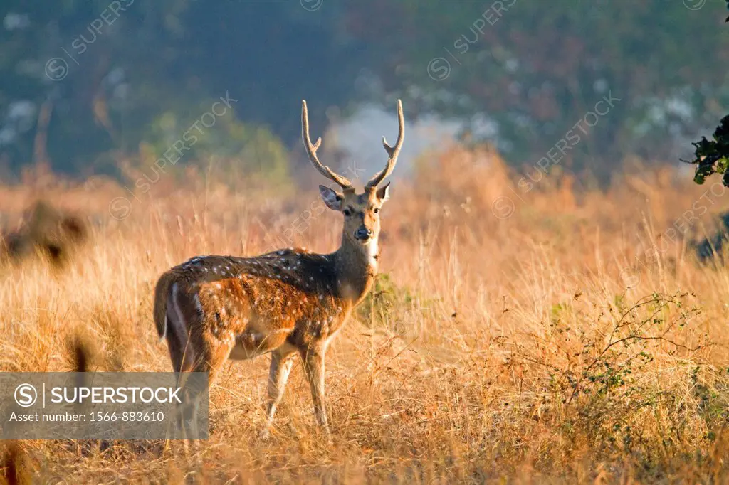 India , Madhya Pradesh , Bandhavgarh National Park , Spotted deer or axis deer , chital or cheetal Axis axis , male