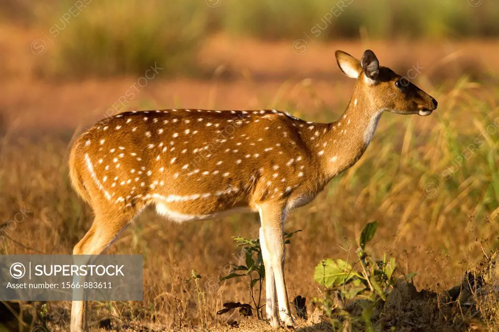 India , Madhya Pradesh , Bandhavgarh National Park , Spotted deer or axis deer , chital or cheetal Axis axis ,