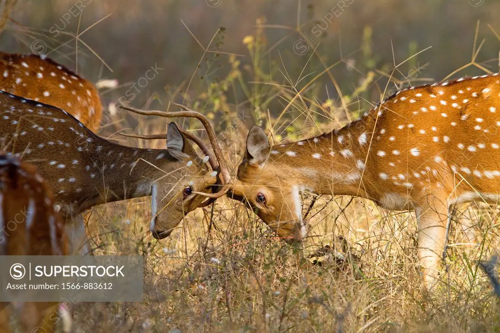 India , Madhya Pradesh , Bandhavgarh National Park , Spotted deer or axis deer , chital or cheetal Axis axis , male , fight
