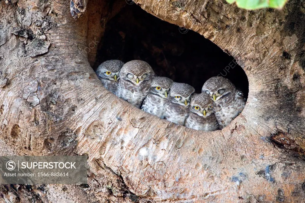 India , Madhya Pradesh , Kanha National Park , Spotted Owlet Athene brama