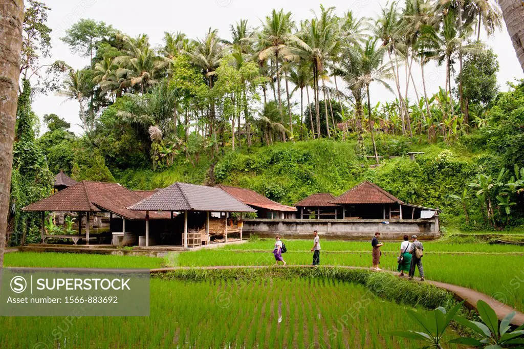 Tourists strolling along rice field of Goa Gajah The Elephant Cave Temple, Bedulu, Bali