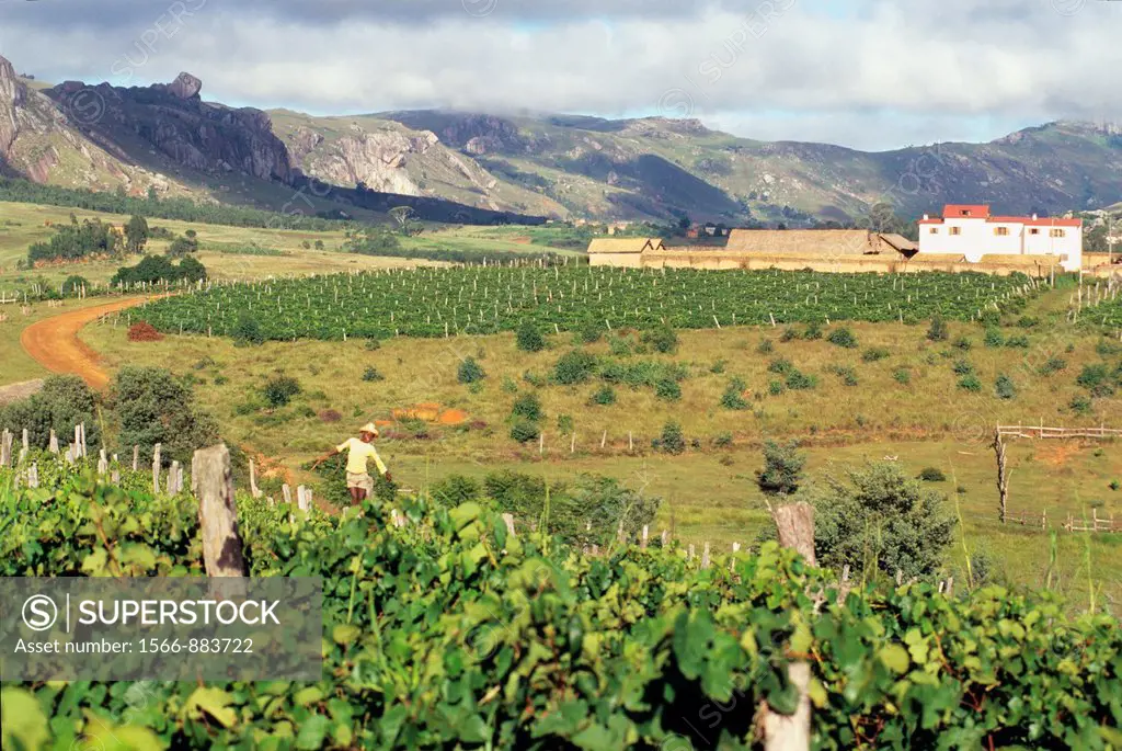 Lazan´I Betsileo wine growing estate, Central Highlands, Republic of Madagascar, Indian Ocean