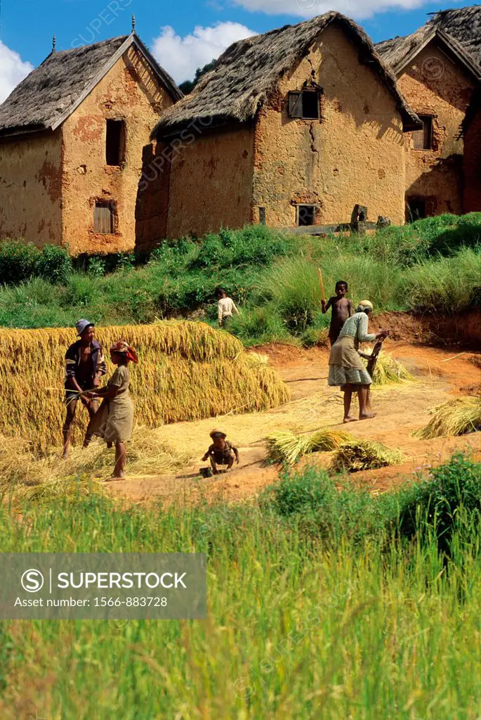 rice harvest in a village of Central Highlands, Republic of Madagascar, Indian Ocean