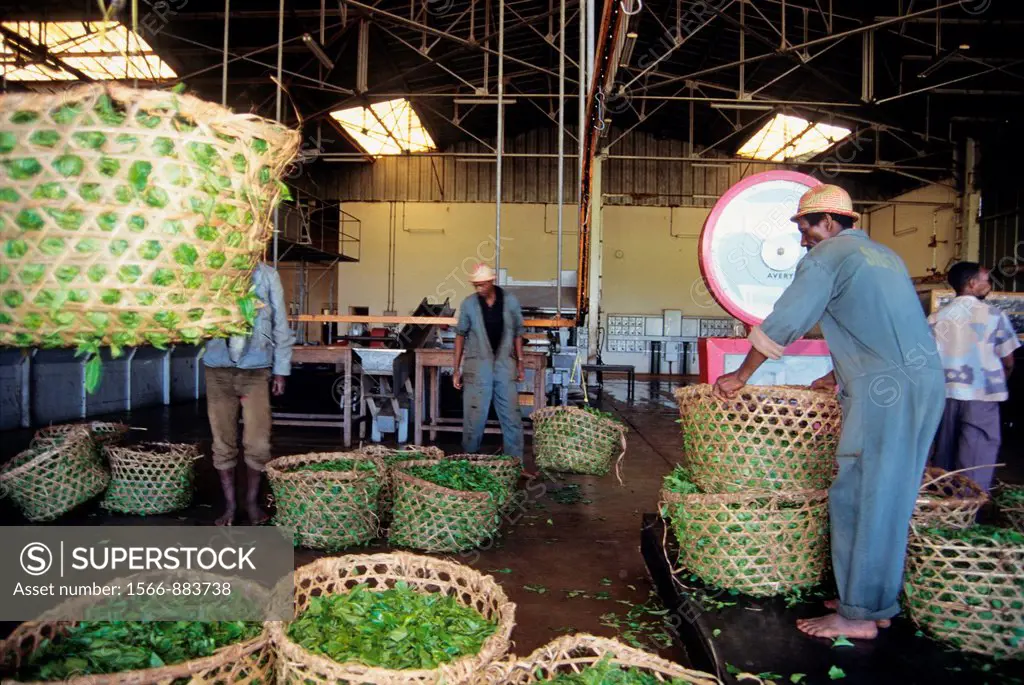 tea crop camellia sinensis is brought to the factory of Sahambavy, Republic of Madagascar, Indian Ocean
