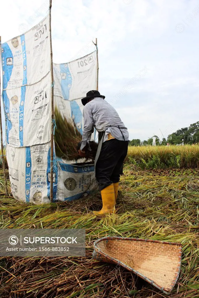 Farmers harvesting at paddy field, borneo