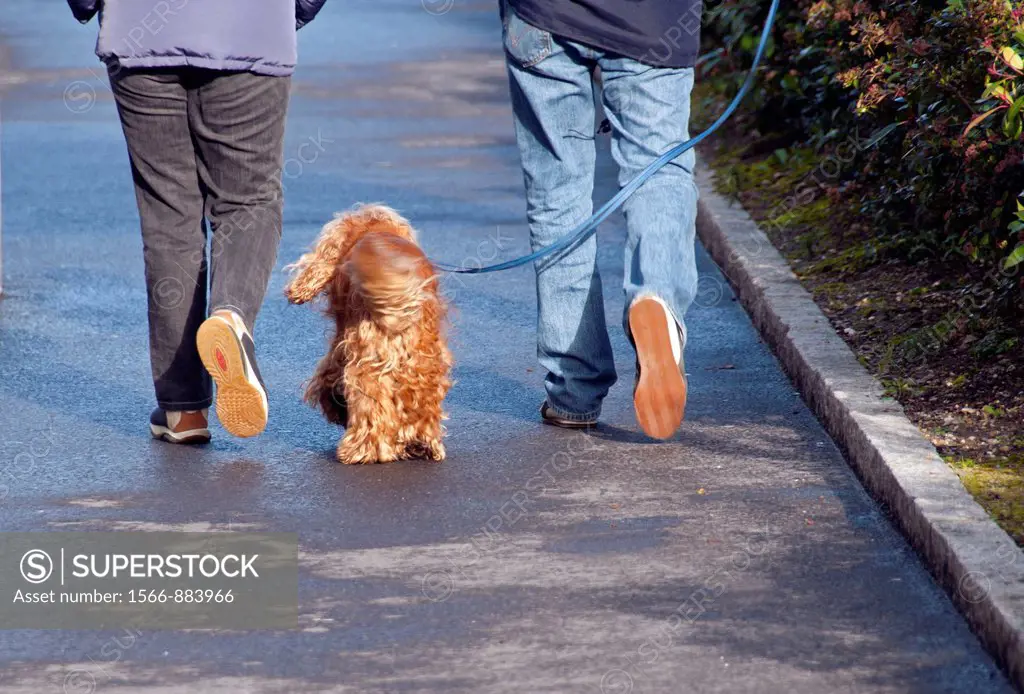a couple walking with a dog, Geneva, Switzerland